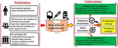 Editorial: Pathogenic mechanisms, injury biomarkers, prophylaxis and treatment strategy of drug-induced nephrotoxicity